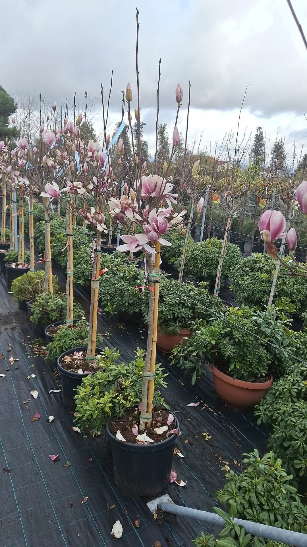 Magnolia,photinia Red Robin, artar japonez ,măslini, Camelia