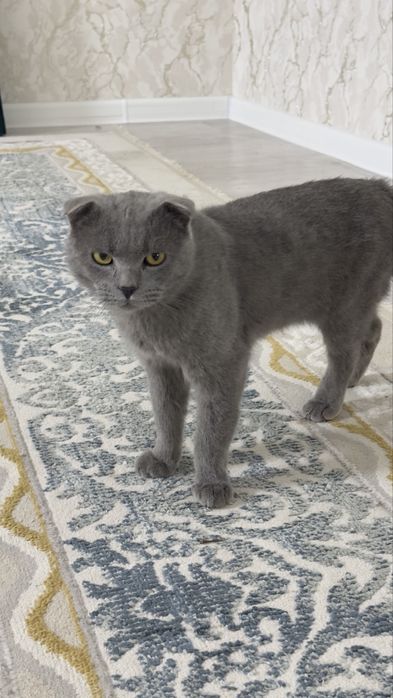 Шотландский кошка