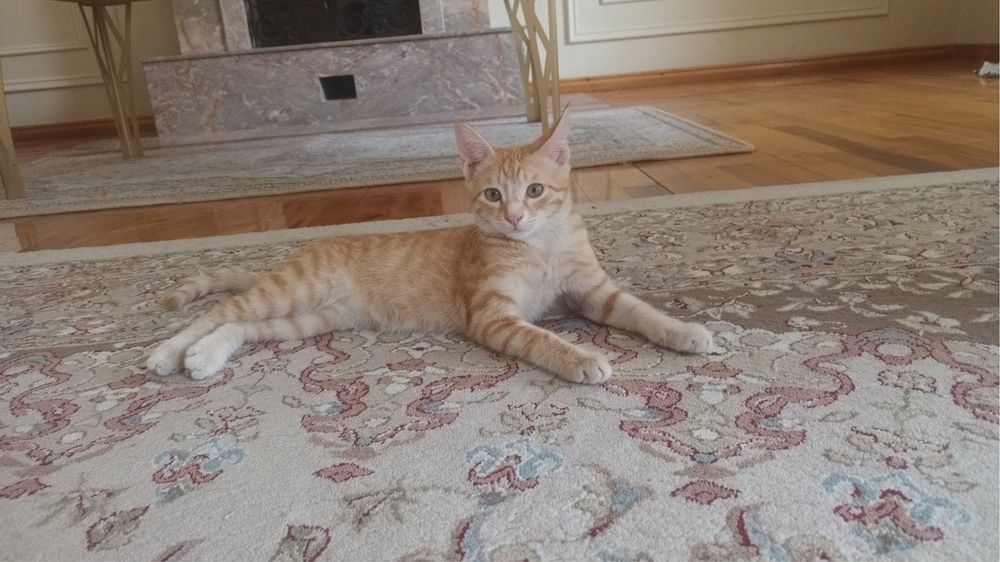 Отдам в добрые руки котенка