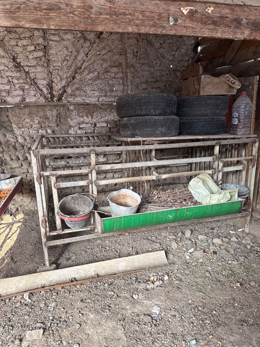 Qo’y katak, kletka