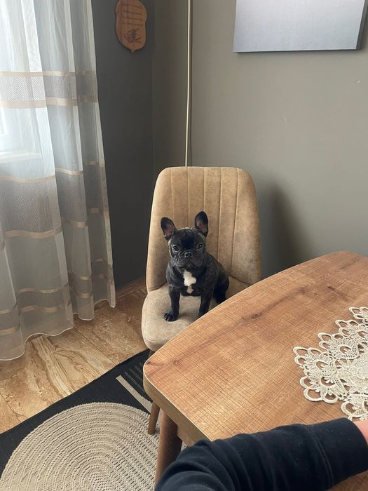 Френски булдог (женско)