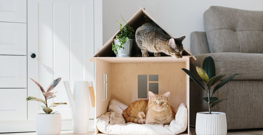 Передержка кошек Астана