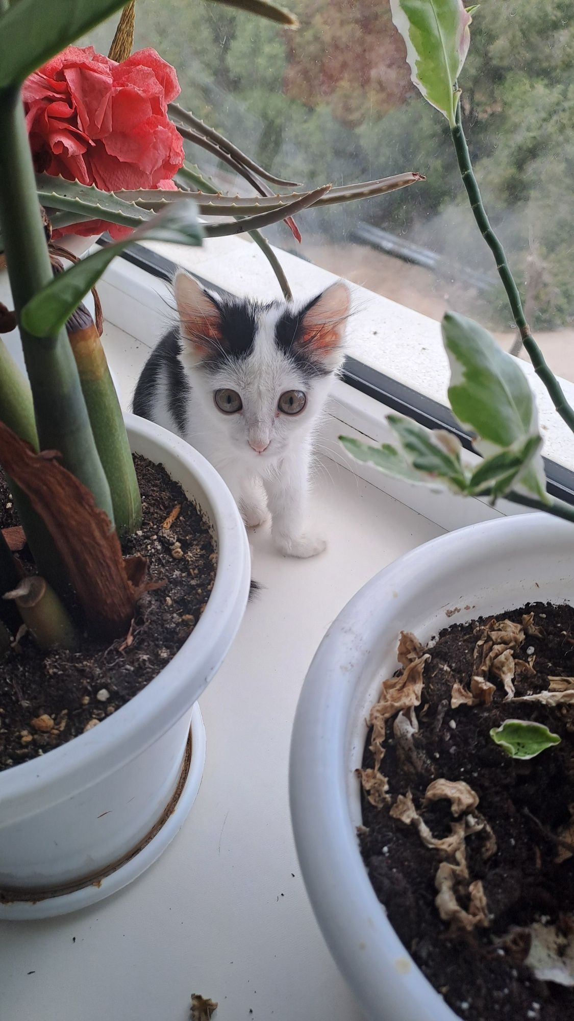 Отдам в хорошую руку котенка