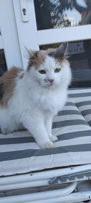 Коте    търси дом