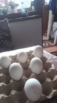 Гъши яйца за люпене