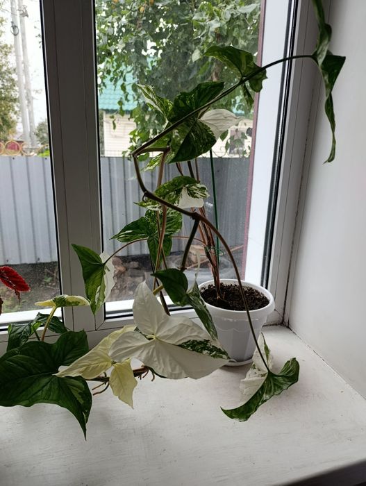 Продам комнатные растения