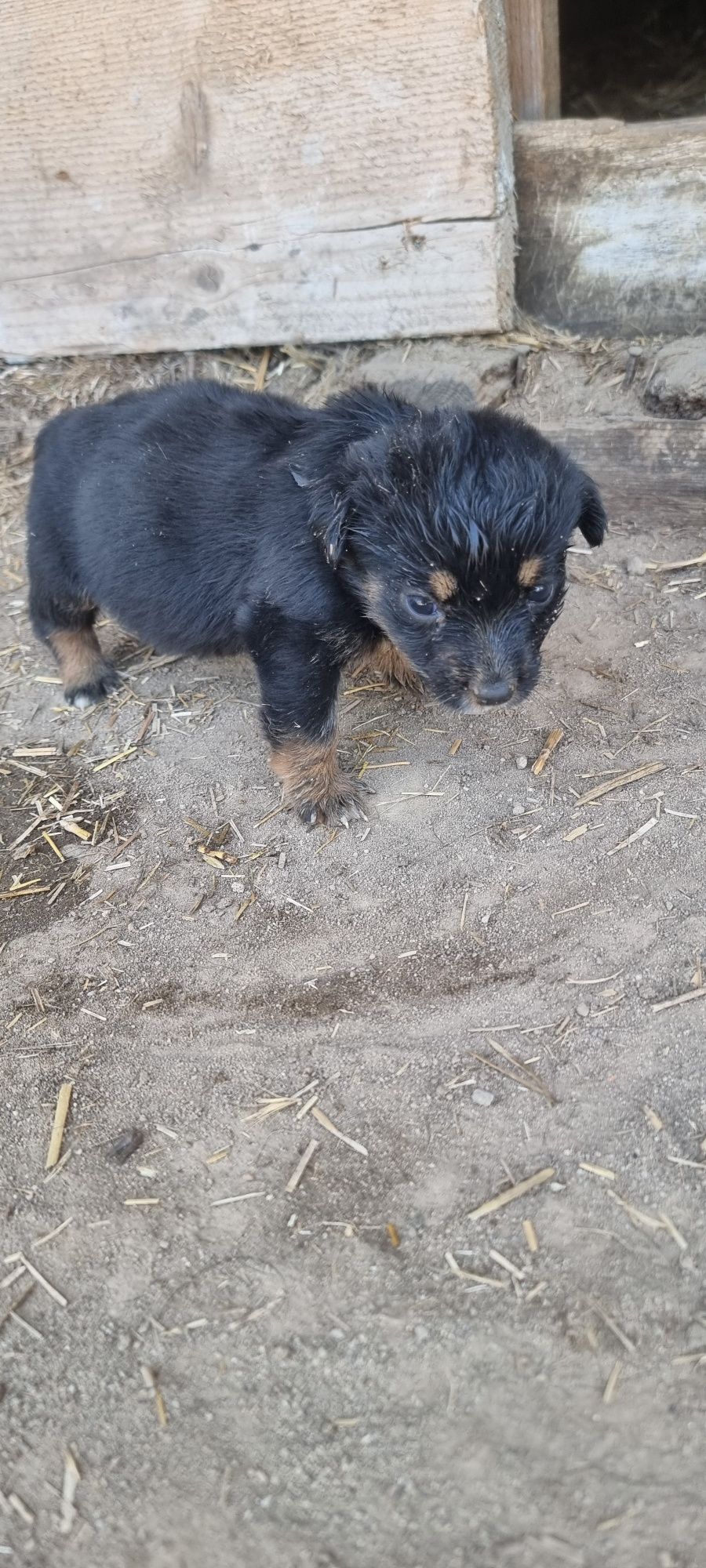 Metis Rottweiler - pentru adopție