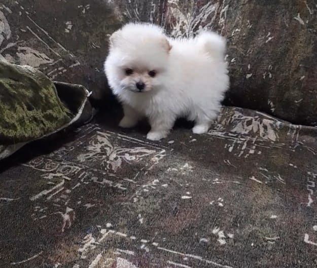 Милые щенки Померанского шпица