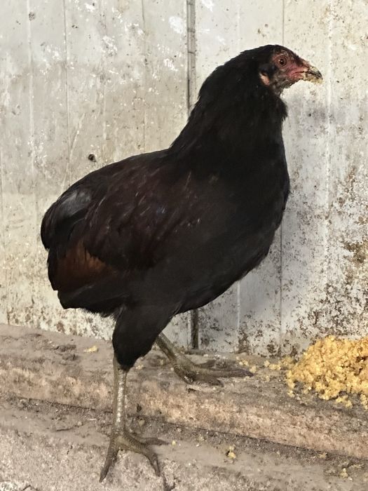 Vand sau schimb cocosei de Araucana