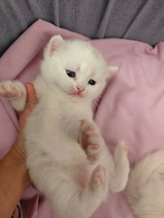 Pisoiaș British iubitor și dornic sa meargă la o familie iubitoare