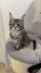 Femela Maine Coon blue tabby