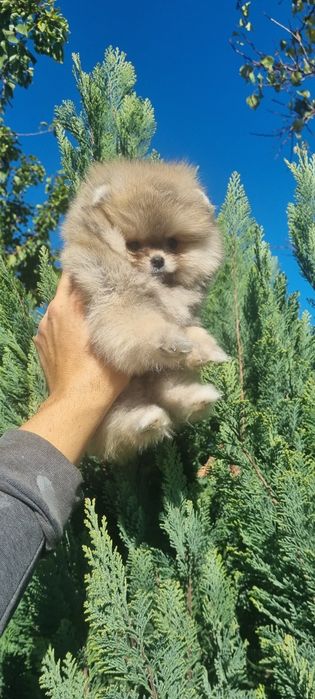 Померан мини померанче