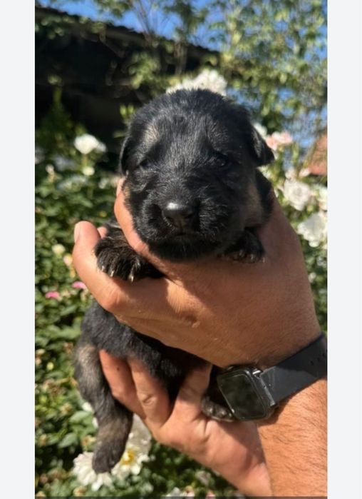 Femela ciobanesc german par lung