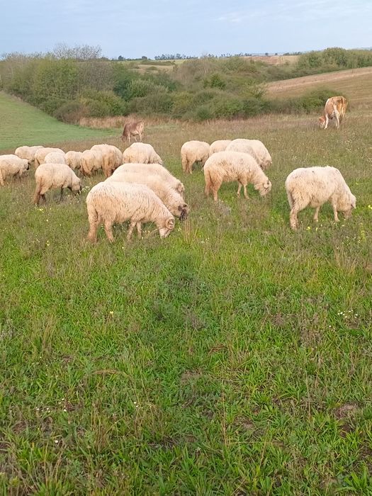 Vând 60 de oi turcane