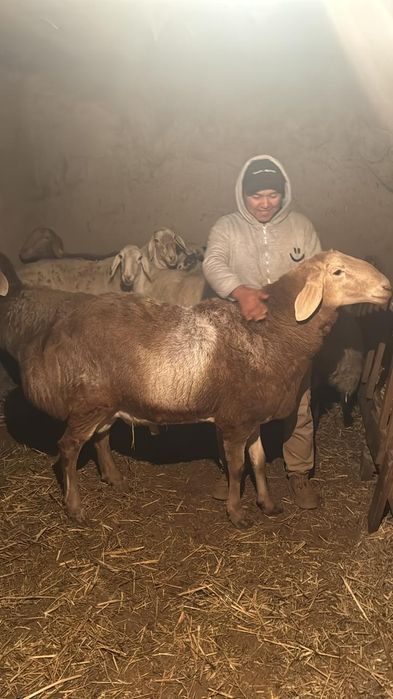 Арашан Байсары   гиссар