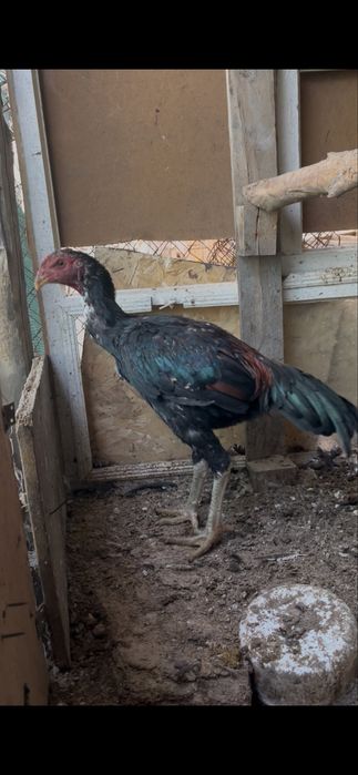 Шамо микс шоже сатылады