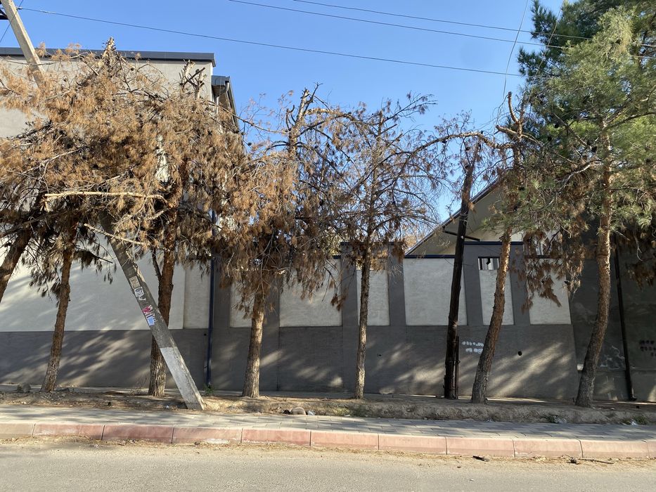 Oʻtin sotiladi archaniki