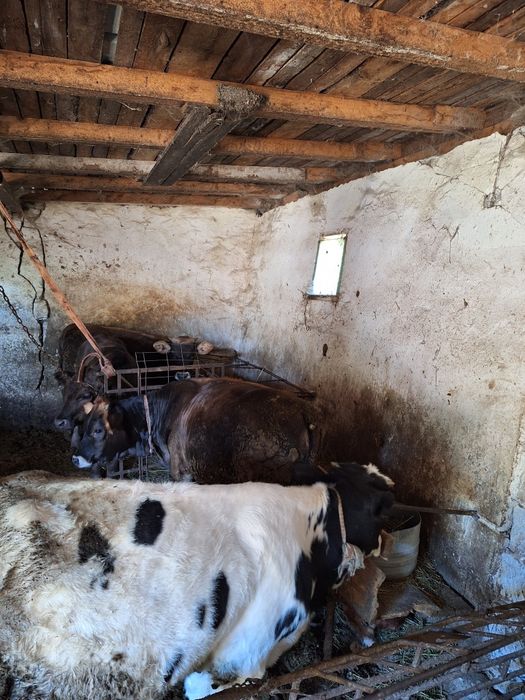 Vând viței/tăurași/mânzați