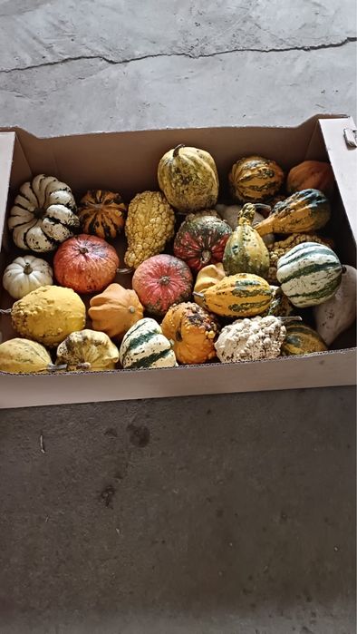 Dovleci de haloween si decorativi