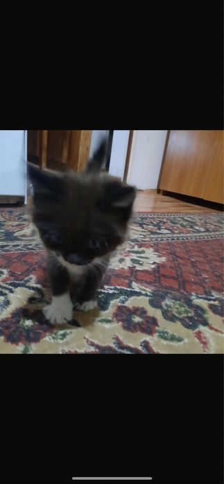 Котята в хорошие руки
