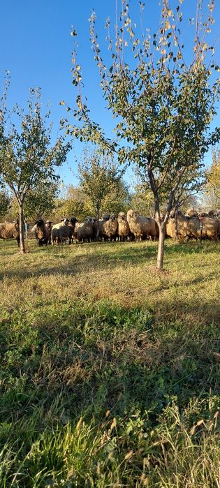 oi gestante , berbecuti, miei