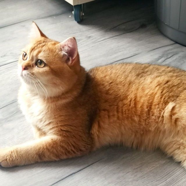 Британский Скотиш Страйт