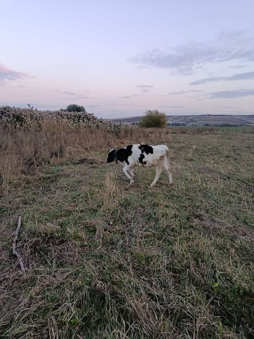 2 vitele si un vitel