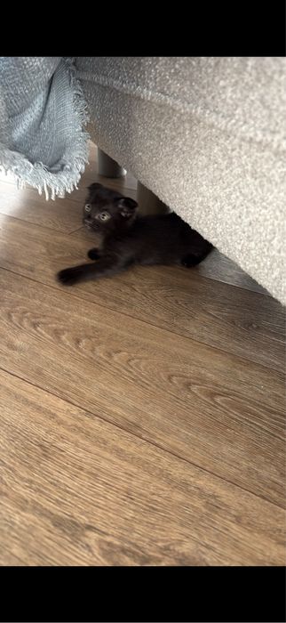 Котята веслоухий