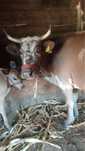 Vaca bruna si vitel de o luna