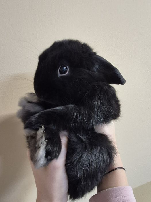 Продавам Мини зайчета