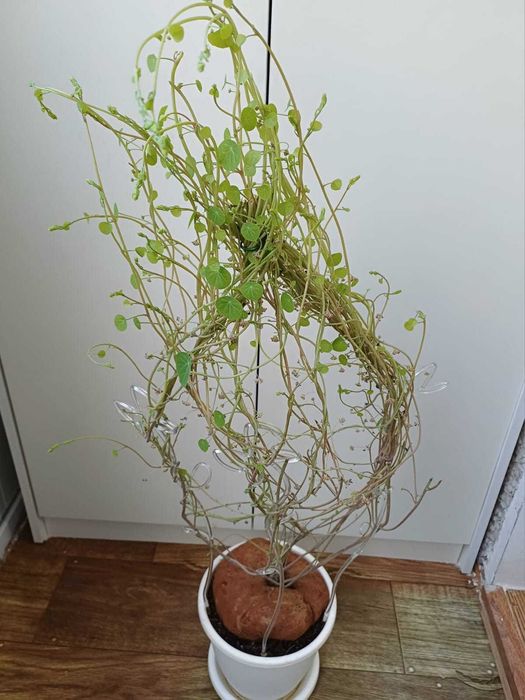 Каудиформные растения Стефания Эректа, Кавасаки (Нова).