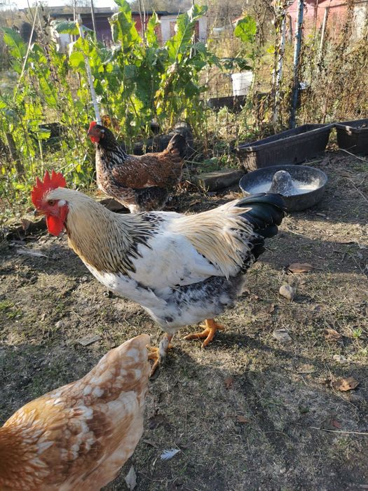 Vând s-au schimb cocoși rasă mare,cu găini. Crescuți liber și bio 100%