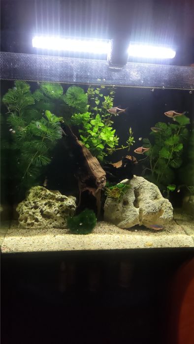 Acvariu fluval flex 57 litri cu stand +filtru cu care a venit