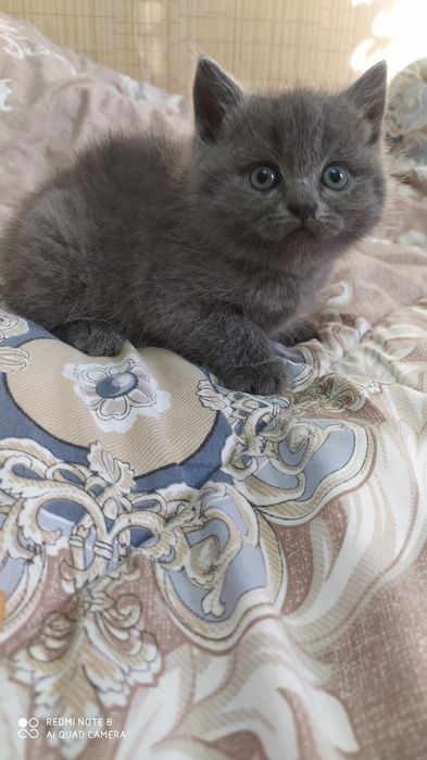 Продаётся Шотландский котёнок Страйт