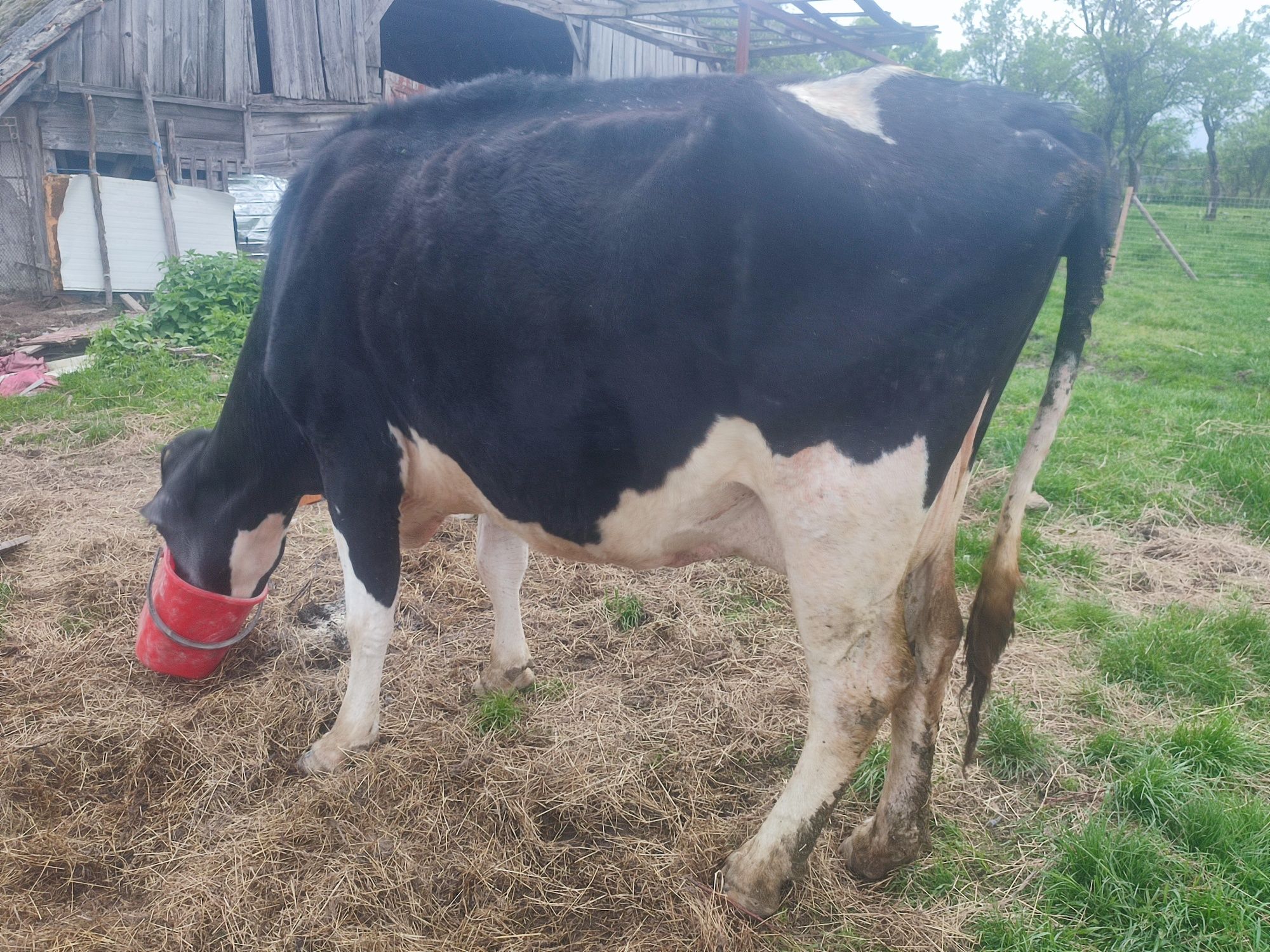 Vaca Holstein originala cu acte