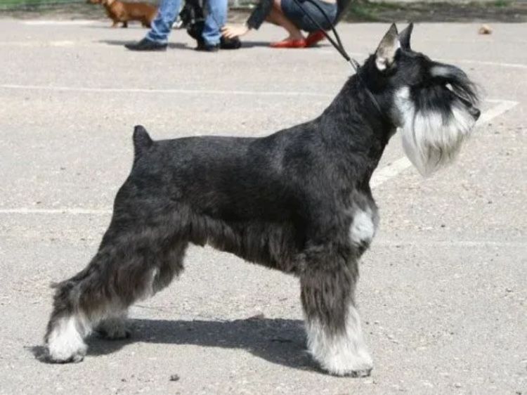 Племенные щенки Цвергшнауцера. Дата рождения 10,11,25.