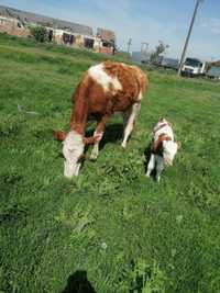 Vaca/vitea/jurinca la prima fatare