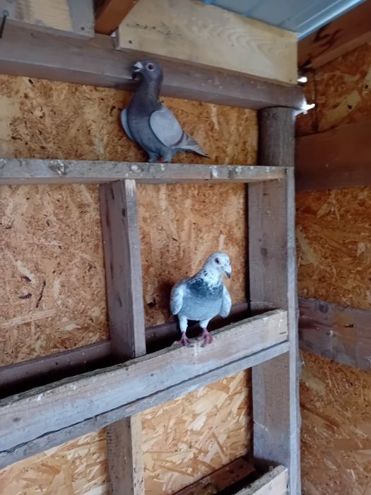 Vand/schimb porumbei