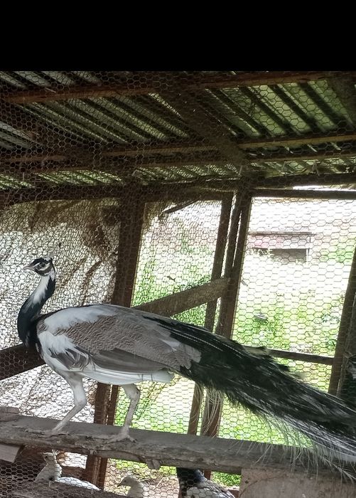 Пауни Арлекин опал