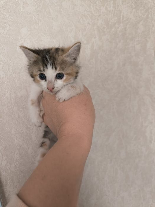 Котята бесплатно г.Шу