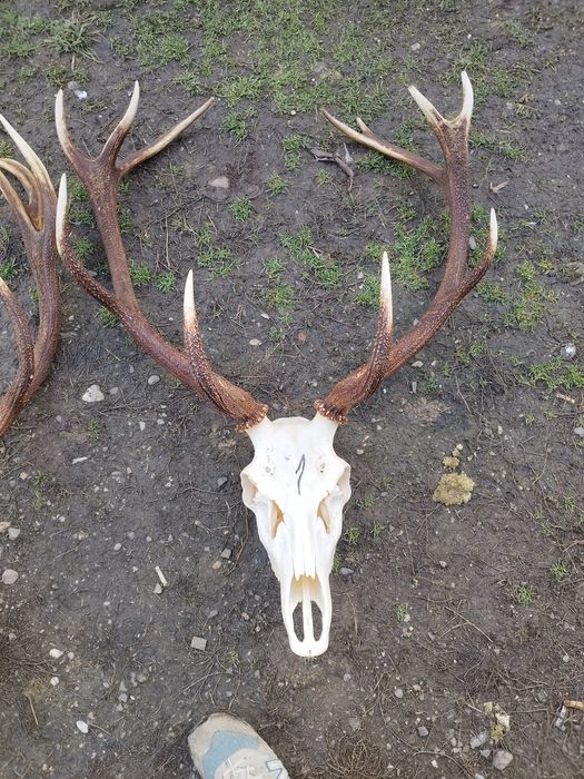 Trofee de cerb frumoase 1500 lei bucata