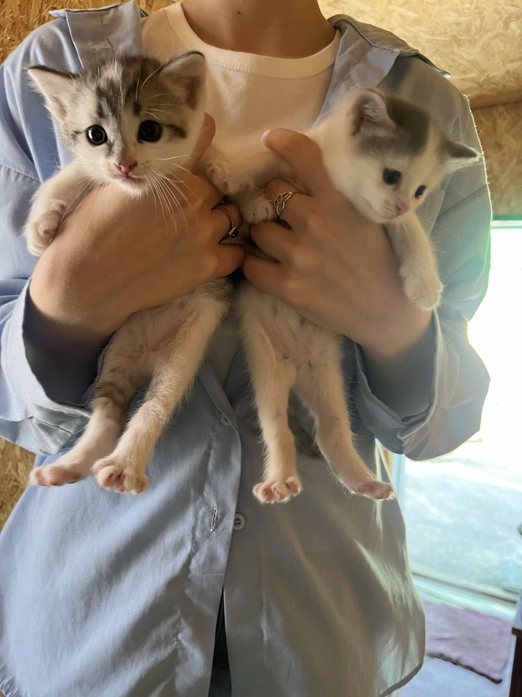 Отдам двух котят бесплатно