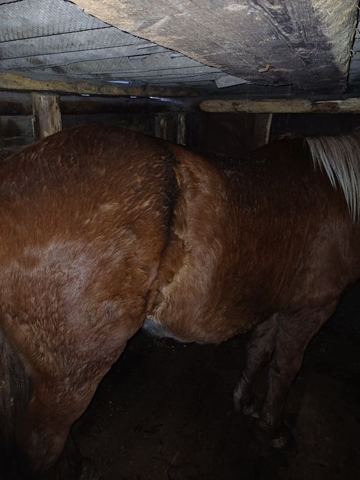 Продам откормленный кунан