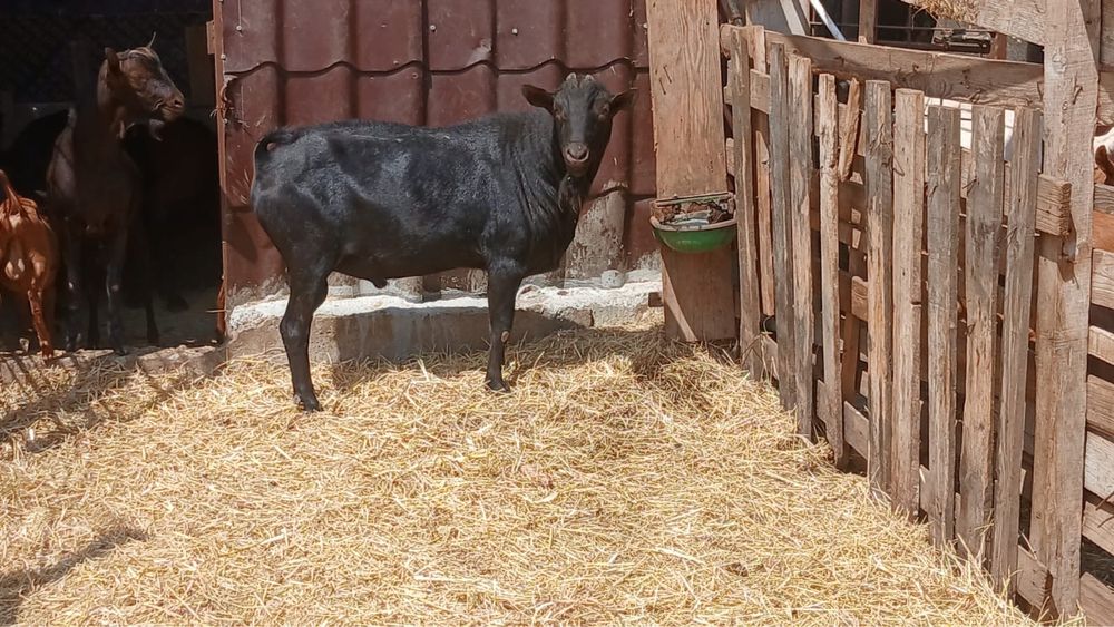 Vand tapi angronubian  si murciano