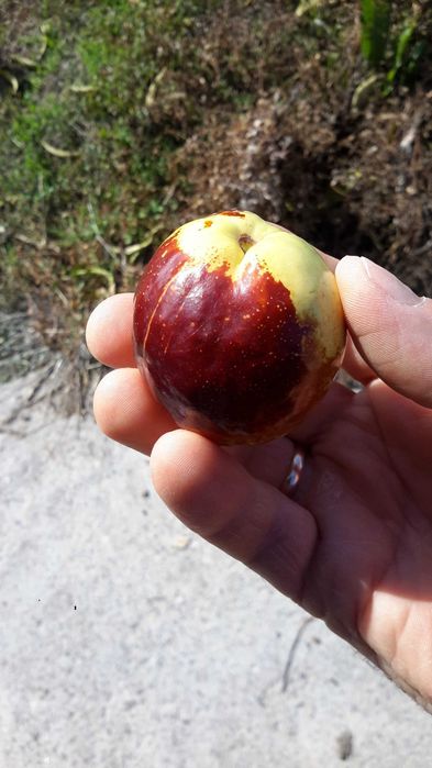 НАТУРАЛЕН сушен хинап