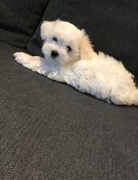 Bichon maltez cu pedigree