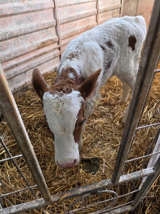 Vand vitel red (Bihor)