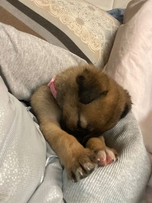 Бебе кученце, момиче