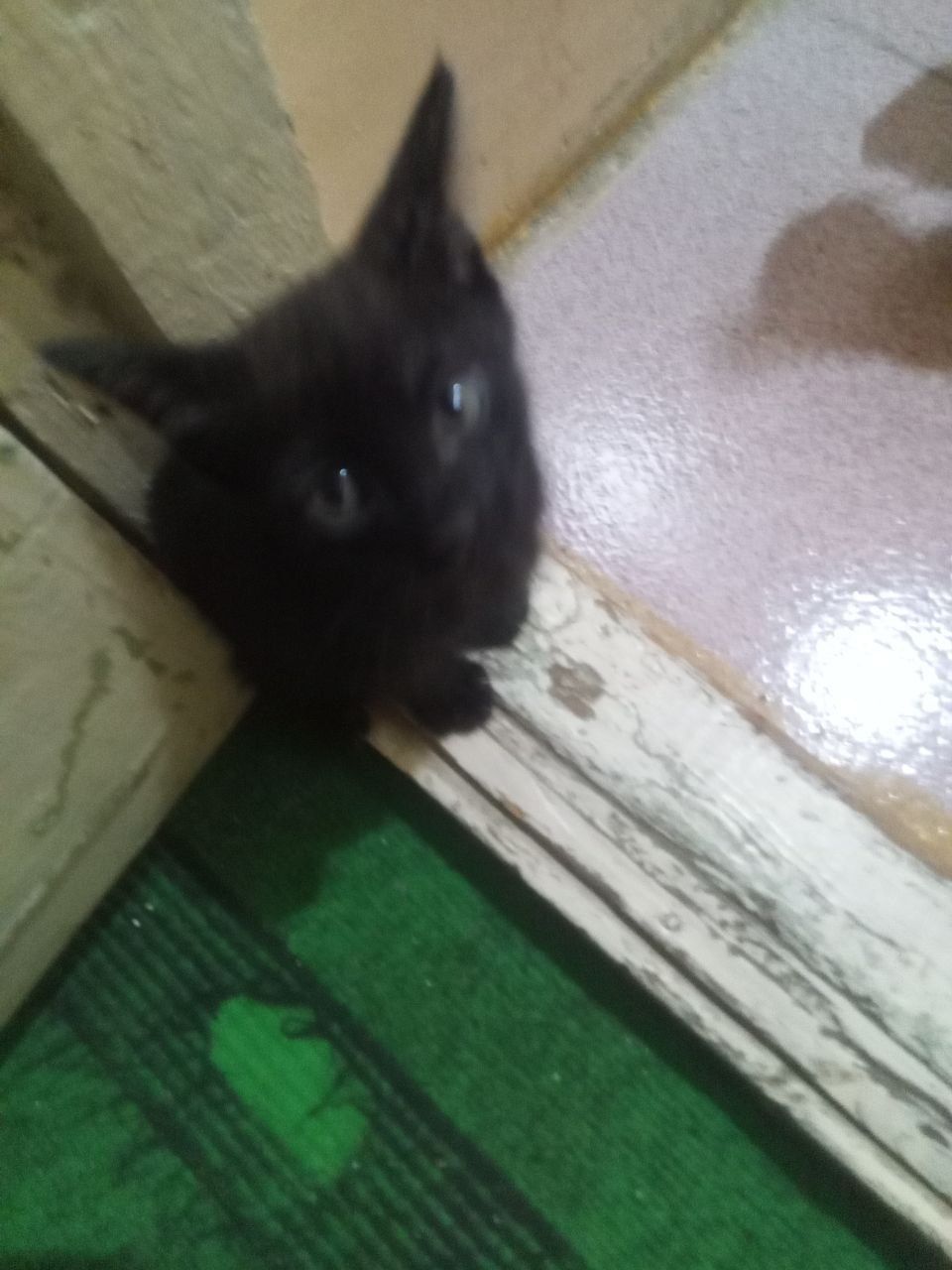 Отдам котят бесплатно в добрые руки