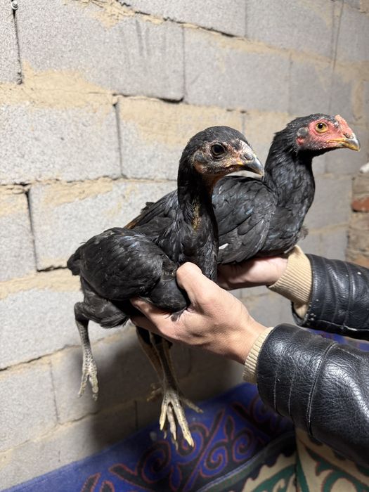 Екі шөже 3 айлвқ